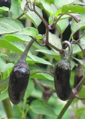 CYBEXIS Chili Pepper "Purple tiger“-300 Seeds Seed