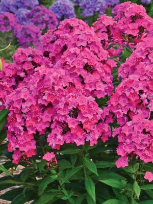 CYBEXIS Phlox paniculata, Glamour Girl-50 Seeds Seed