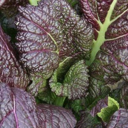 VibeX ® VMR-358 Japanese Giant Red Mustard Greens Seed
