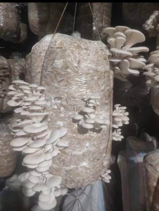 Arko Oyster Mushroom Spawn/Seed for Home Garden - Grain Spawn Seed