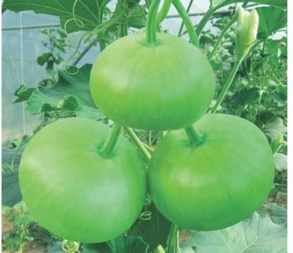 UGRA Round Bottle Gourd, Ghiya Seed
