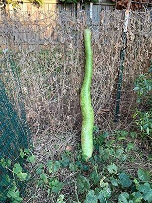 CYBEXIS VXI-19 - Giant Very Long (About 7 to 9 FEET Long) Bottle Gourd - (300 Seeds) Seed