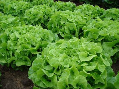 CYBEXIS GUA-66 - Green Oak Leaf (Oakleaf)Lettuce - (450 Seeds) Seed