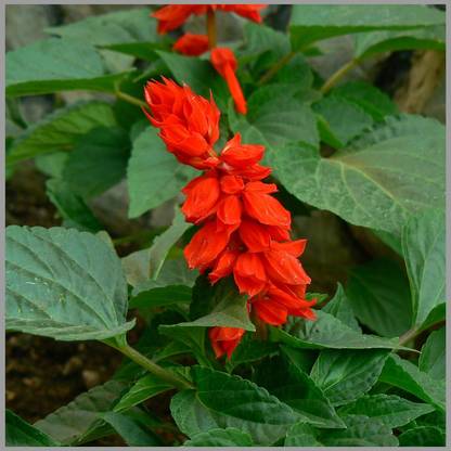 Lorvox Salvia Red Seed