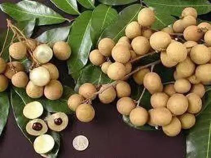 Aro Litchi, Lichi, Lychee Seed