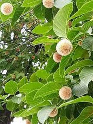 V Seed kadamb tree seed, krishna tree seed, ATTAR Seed