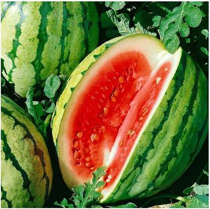 CYBEXIS XL-63 - Dixie Queen Watermelon - (150 Seeds) Seed