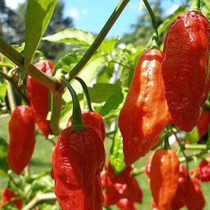CYBEXIS Rare Bhoot Jholakia Ghost Chilli-300 Seeds Seed