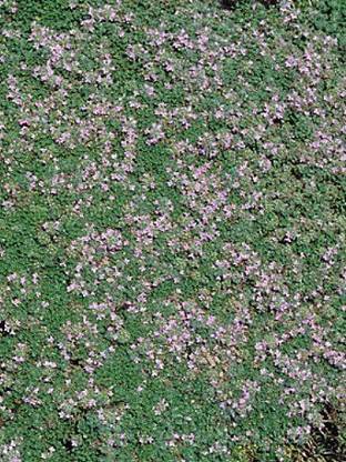 VibeX PAU-79 - World's Smallest Thyme - (150 Seeds) Seed