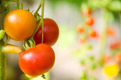 GARDENIFY INIDA tomato Seed