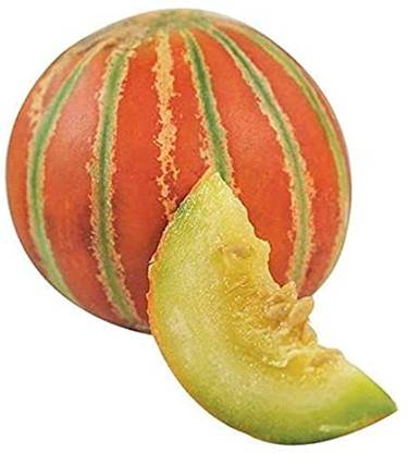 VibeX NDIR-17 - Musk Melon Kajri F1 Hybrid Imported - (450 Seeds) Seed