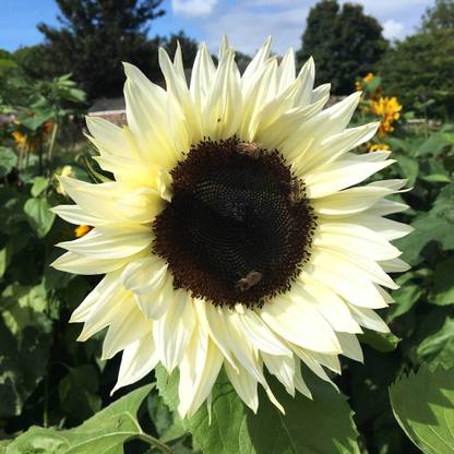 Sunway Sunflower Seeds - ProCut White Nite
 Surajmukhi Seed