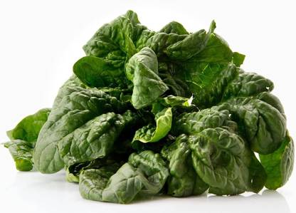 CYBEXIS Good Germination Spinach Seeds French Variety4000 Seeds Seed