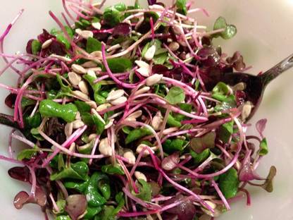 KNESSiN Arugula Microgreen for Sprouting Sprouts[400 Seeds] Seed