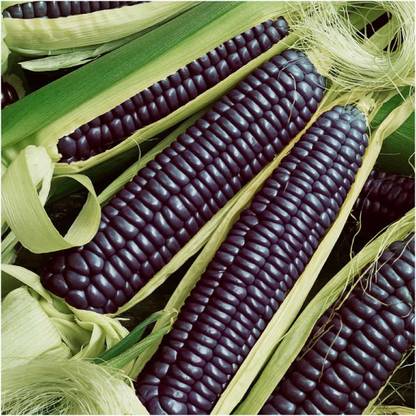 WILLVINE Blue Corn Seed