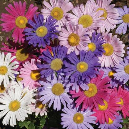 XOLDA Aster Mix Flowers Seed