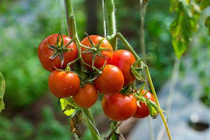ALPHONSO MANGO TREE tomato Seed