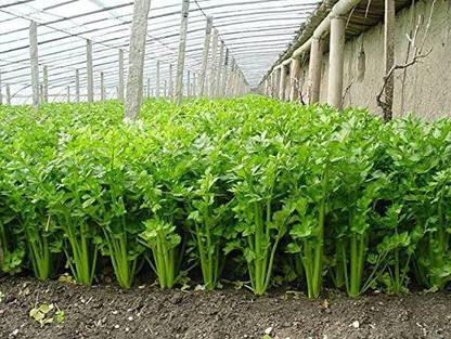 VibeX ® VXI-51 Giant Tendercrisp Celery Seeds Seed