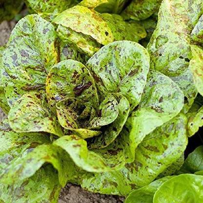 VibeX ® VMR-462 Freckles Romaine Lettuce Seeds Seed