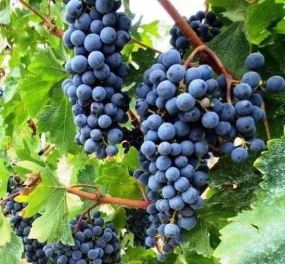 Aro Black Grapes Seed