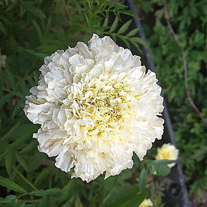 ENINE Flower Seeds Marigold F1 Hybrid White Vanilla Flower Seeds WW39 Seed