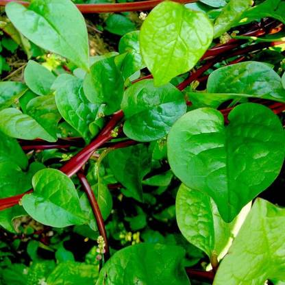 BDSresolve red poi seeds,malabar spinach/malabar spinach seed 38 Seed