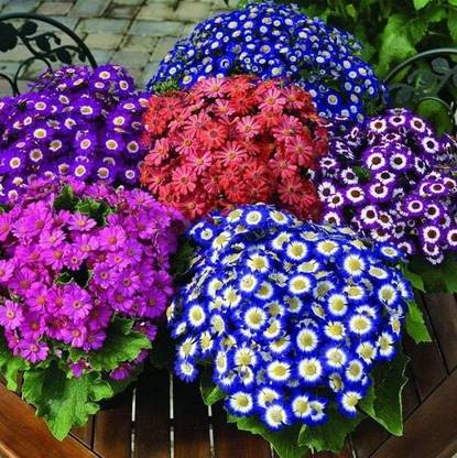 Mozette Exotic cineraria Seed