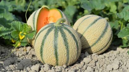 Quentova Charentais Melon/Musk Melon-AJ-5M Seed