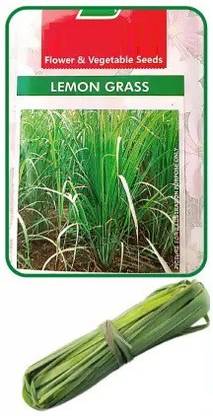 CYBEXIS VXI-53 - Fever GrassLemongrass - (250 Seeds) Seed