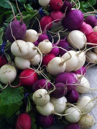 WILLVINE XLR-604 Easter Egg Radish Seeds Seed
