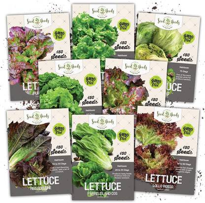 VibeX LX-81 - 8 Types Lettuce Mixed Combo - (1350 Seeds) Seed