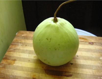 UGRA Ghiya Bottle Gourd Round Seed
