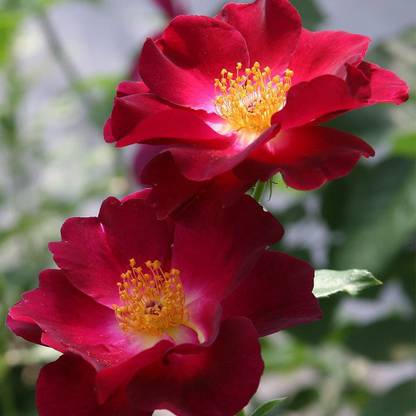 VibeX ® XLR-117 Night Owl™ Climbing Rose Seed