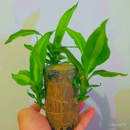 crockdile Luckroot: Brazil’s Sacred Timber Infused with Nature’s Power Seed