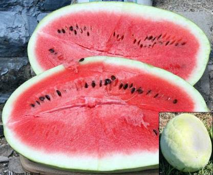 VibeX VXI-36 - Watermelon Alibaba Giant Mix - (450 Seeds) Seed
