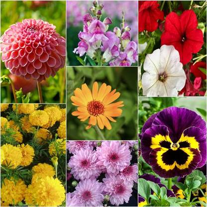 ibains All seasons flower seeds Seed