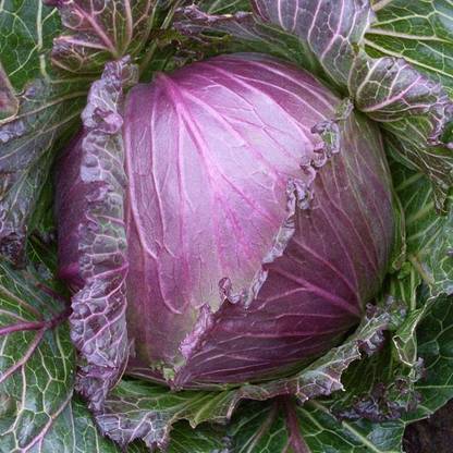 CYBEXIS January King Cabbage-250 Seeds Seed