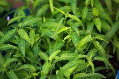 Seedsqlty Water spinach seeds for home garden Seed