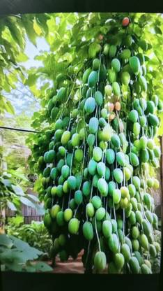 lodhi Mango seeds, Hybrid mango seeds, Sweet mango seeds, ?? ?? ??? Seed