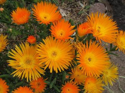 CYBEXIS Orange Ice Plant Mesembryanthemum Seed