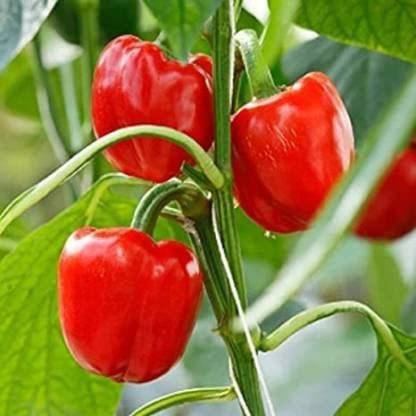 CYBEXIS ATS-84 - Big Red CAPSICUM - (150 Seeds) Seed