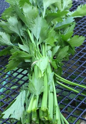 VibeX LX-98 - Chinese Celery - (250 Seeds) Seed