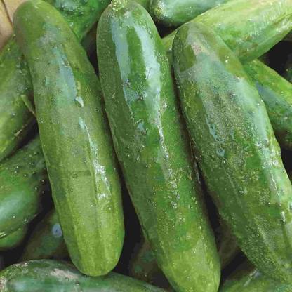 WHYGI Slicing Cucumber,Heirloom Seeds-CuC_190 Seed