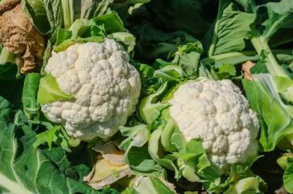 DHENU PRASAD 1337 F1 Hybrid Big Cauliflower Seed