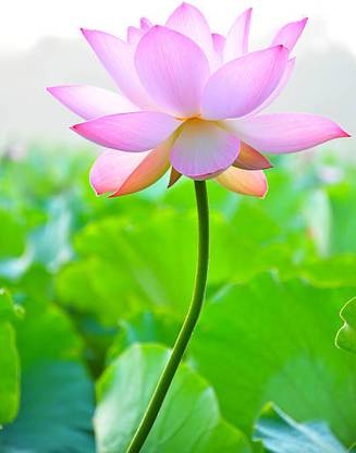 SHASHWAT CREATION lotus,kamal gatta Seed