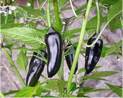 BSARKAR black bullet chilli seed, bullet chilli seed, chilli seed Seed