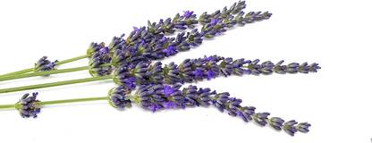 VibeX KGF -54 - Lavender Phenomenal Purple Flowers - (250 Seeds) Seed