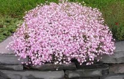 Mozette Exotic gypsophila Seed