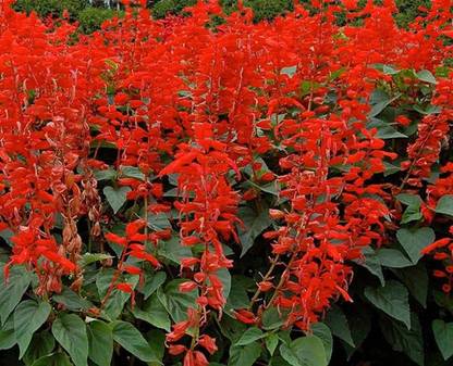 VINSEE Red Salvia - Bonfire Seeds (Salvia splendens) Seed