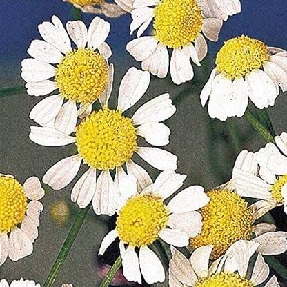 VibeX ® VLR-215 Roman / German Chamomile Seeds Seed